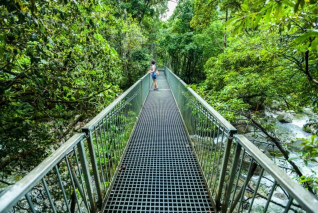 Daintree and Mossman Gorge Tour with Cruise Option