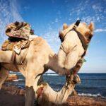 Sharm El Sheikh: Blue Hole, Colored Canyon & Dahab Day Trip