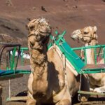 Timanfaya National Park Volcanic Craters Tour