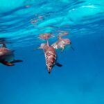 Hurghada: Dolphin-Watching Cruise with Snorkeling and Lunch