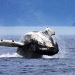 Tadoussac or Baie-Sainte-Catherine: Whale Watching Cruise