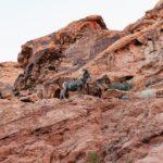 Las Vegas: Valley of Fire Hiking Guided Tour