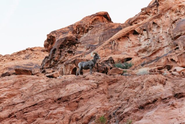 Las Vegas: Valley of Fire Hiking Guided Tour