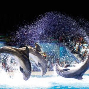 Dubai: Dolphin& Seal Spectacular Show at Dubai Dolphinarium Tickets