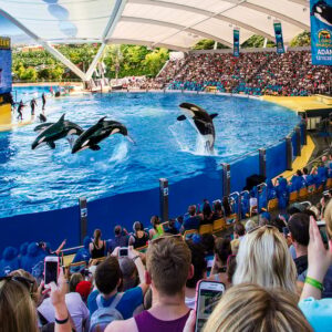 Puerto de la Cruz: Loro Parque Entry Ticket and Shows
