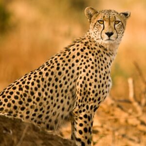 Hartbeespoort: Self-Drive Lion and Safari Park Tour