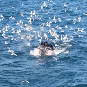 Reykjavik: Whale Watching Tour