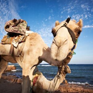 Sharm El Sheikh: Blue Hole, Colored Canyon & Dahab Day Trip
