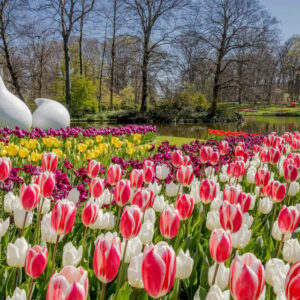 Amsterdam: Keukenhof Gardens Adventure With Flexible Shuttle Transfer