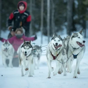 Rovaniemi's Santa Claus Village Husky Ride