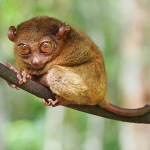 Bohol Countryside Day Tour From Cebu City | Lunch at Loboc River Cruise