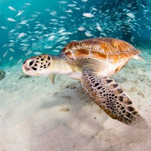 Moalboal Sardines Run Private Tour w/ Transfers Option