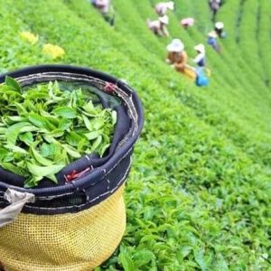Bogor-Puncak Paragliding & Tea Plantation Private Tour
