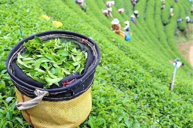 Bogor-Puncak Paragliding & Tea Plantation Private Tour