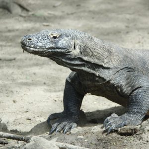 3 Days 2 Night Labuan Bajo Komodo National Park Sunset Tour