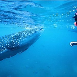 Whale Shark, Canyoneering, Sardines Run and Turtles with Transportation