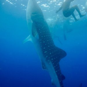 Oslob Whale Shark Watching