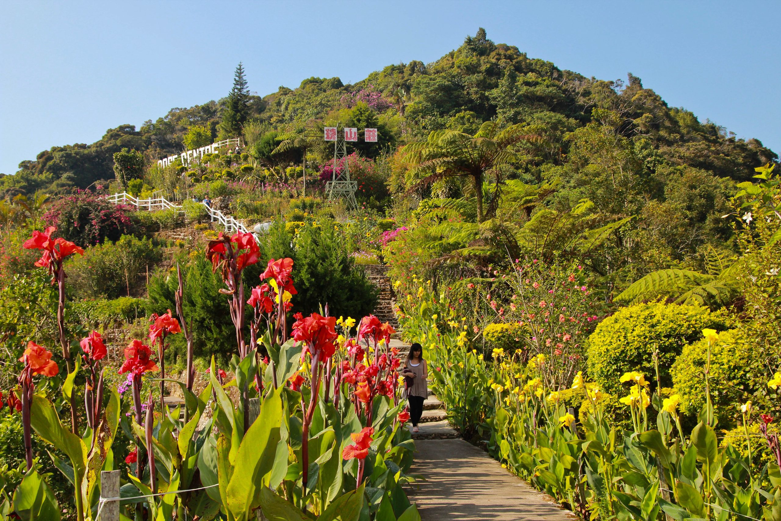 Cameron Highlands Day Tour with Lunch from Kuala Lumpur
